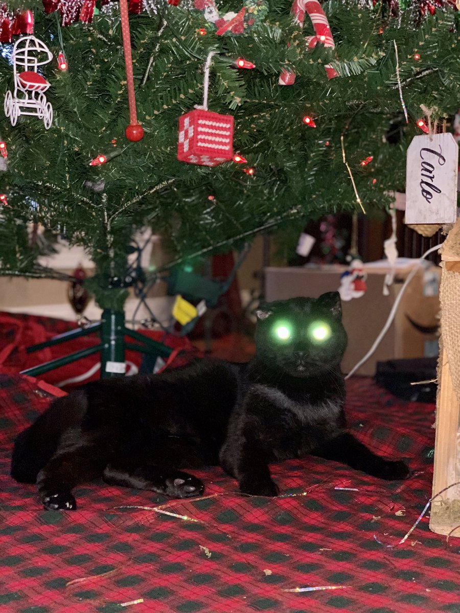 tony_meatballs_'s tweet photo. He’s festive. #caseyface https://t.co/8k2m6F5NcT
