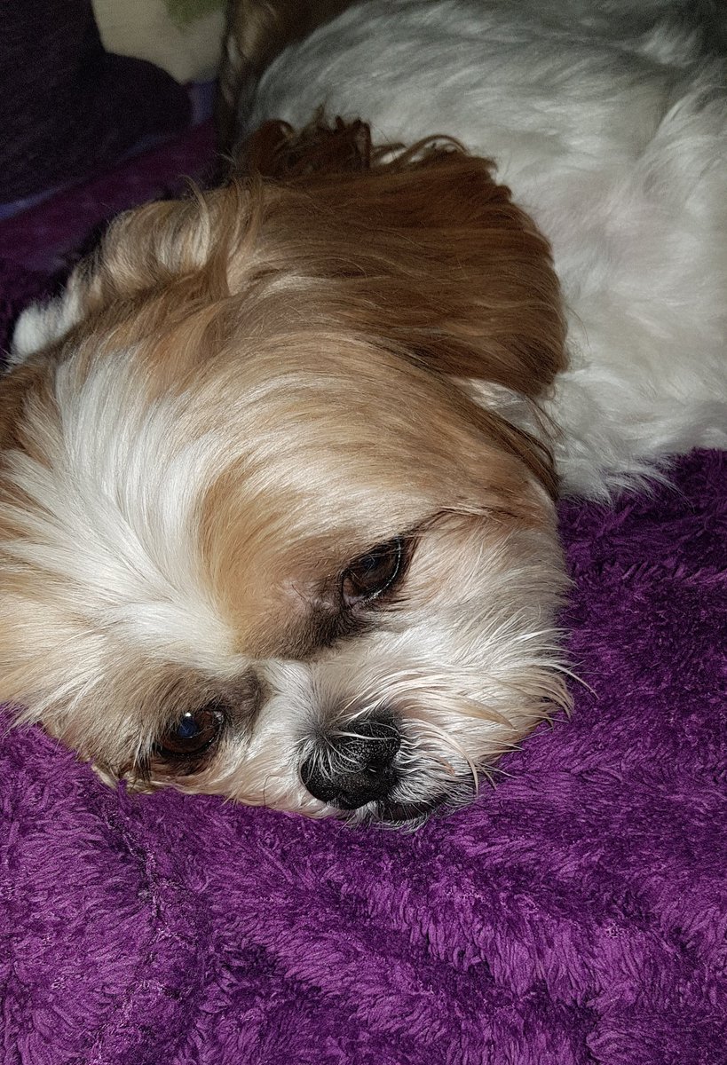 IHoppyEverAfter's tweet photo. Dexter's pooped after all the excitement of today! #pupped https://t.co/s0v4Wc8Aqz