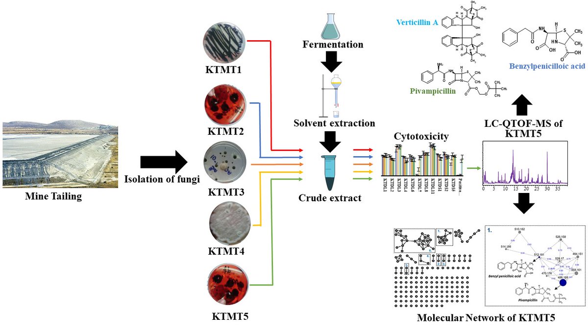 Explorations in drug discovery have led us to realize that gold mine tailings are actually a rich source of filamentous fungi that produce bioactive compounds. 
sciencedirect.com/science/articl…
#Drugdiscovery, #Naturalproducts,