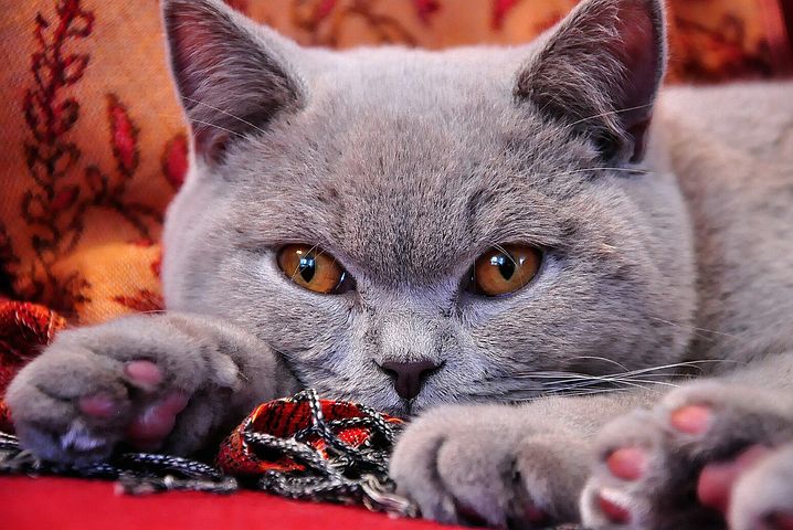 π¦ΓPHΓMΓREπ¦ π«π· (@anastalya) on Twitter photo <a href="/danahjerkovic/">Danah Jerkovic F</a> ~~βCoucou Danah!πππ
ππ
ππ
π
~~β‘Je te souhaite un joyeux noΓ«l beaucoup de bonheur et de joie prΓ©s de ceux qui te sont chers !πππππββοΈπππ
~~βDes gros bisous ma Belle amie!ππππππ <a href="/danahjerkovic/">Danah Jerkovic F</a> ~~βCoucou Danah!πππ
ππ
ππ
π
~~β‘Je te souhaite un joyeux noΓ«l beaucoup de bonheur et de joie prΓ©s de ceux qui te sont chers !πππππββοΈπππ
~~βDes gros bisous ma Belle amie!ππππππ