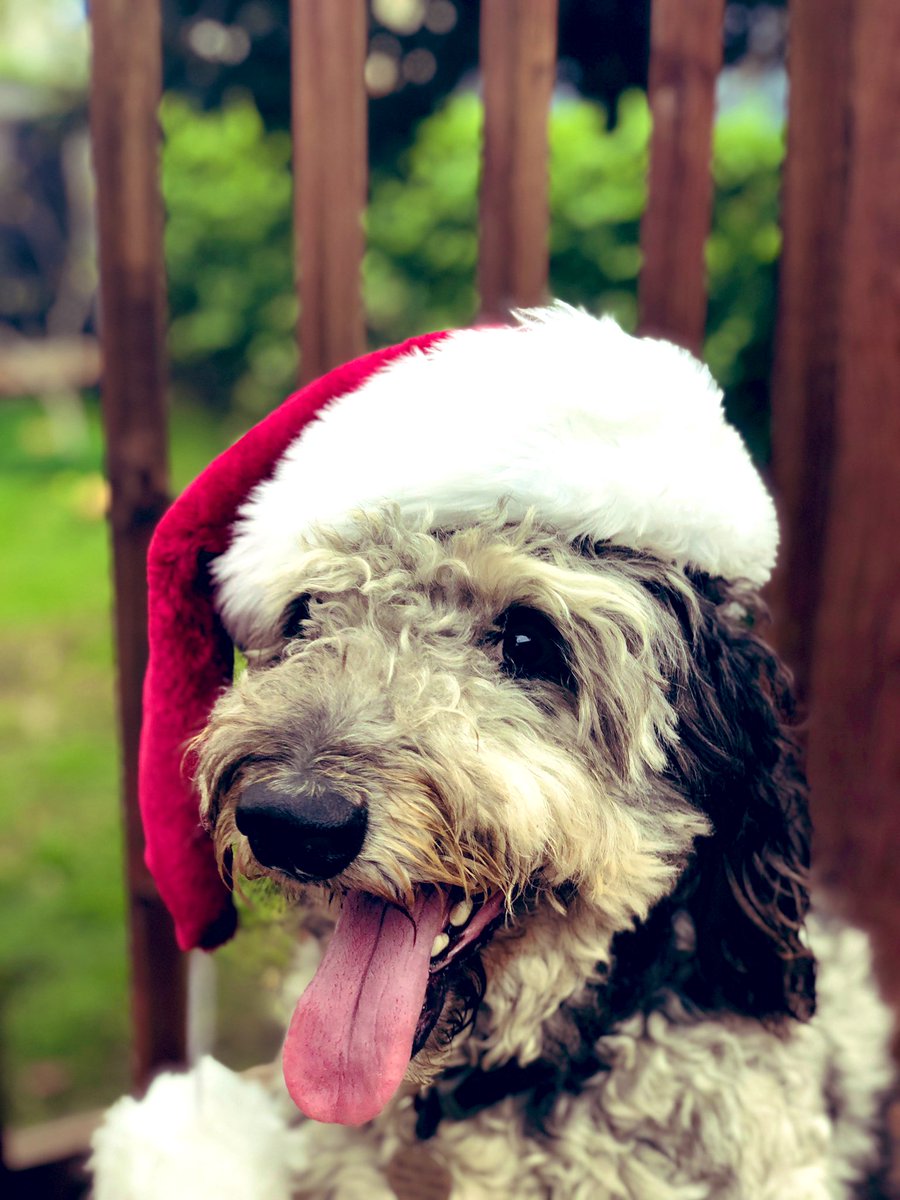 JackieCreaTV's tweet image. Merry Christmas ya filthy animals!! @nbcsandiego #sandiego #SantaTracker #nbcsandiego #nbc7