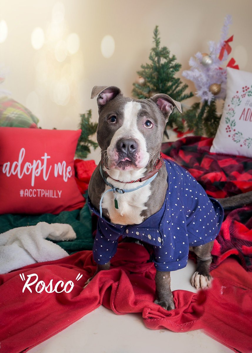 LeashTruck's tweet photo. Merry Everything to all of you from Off The Leash!  Treats our the theme however we also want to educate and promote rescue.  Dogs like Rosco are sitting in a shelter on Christmas waiting for a present of a family.  Adopt a shelter dog #dogtruck #sustainabletreats #localandsocial https://t.co/SoIwPcXaKA