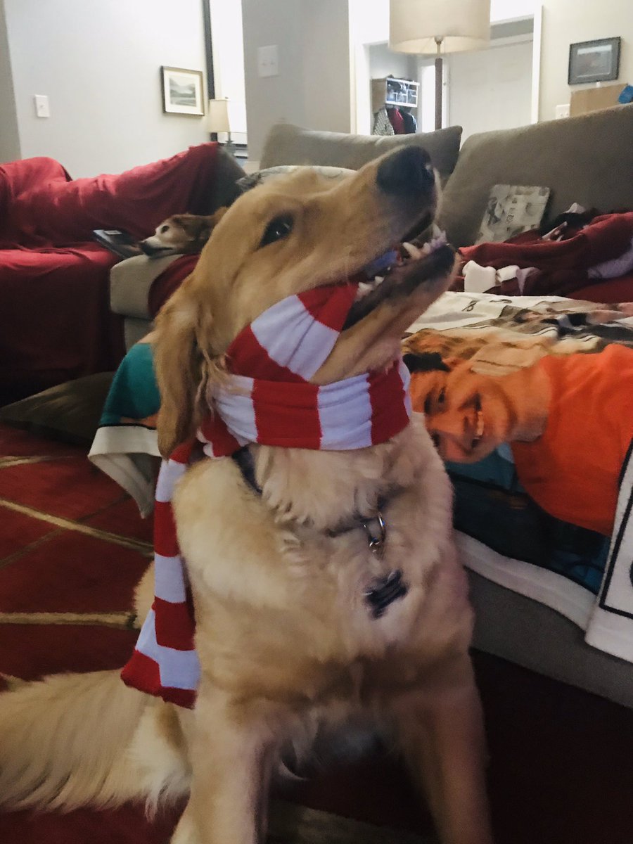 GoldenMom14's tweet photo. @kwelkernbc @NBCNightlyNews We ❤️ you. Pickles says Merry Christmas and keep working hard throughout 2020! #MostImportantElectionEver https://t.co/nOzGIfwm9r