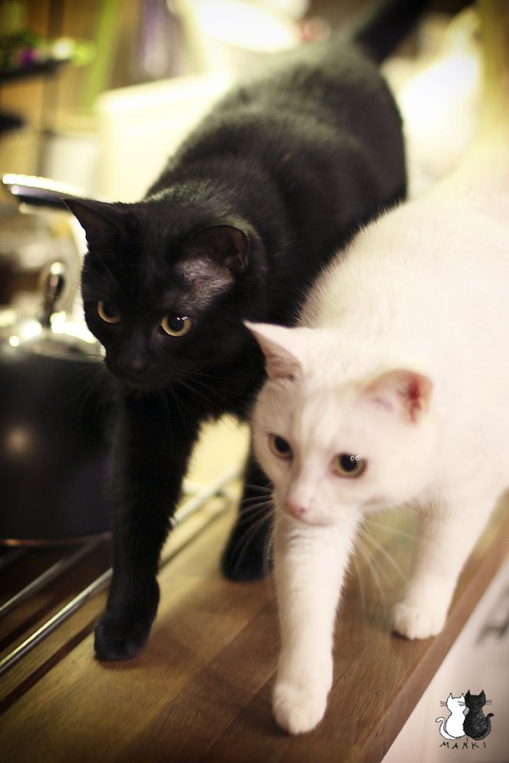бело серые коты. 2 белых кота 1 черный. бразильская короткошерстная кошка черно белая. 1 черный и 2 белых котенка. одинаковые коты.