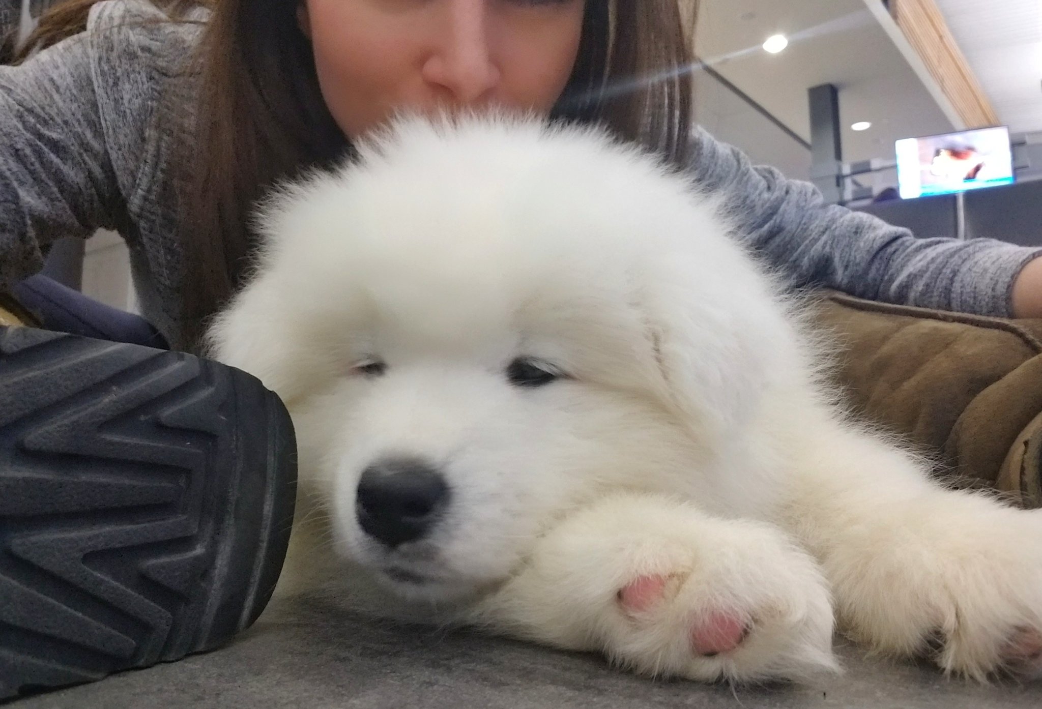 Alinity on Twitter "Christmas puppy Loki is coming home! Big sister
