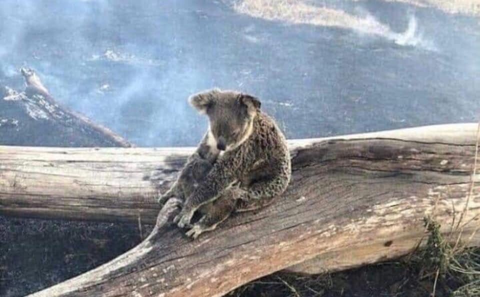 celticfm985's tweet image. Tourism Australia,Gov body fka Aus Tourism Commission (mis)led by #sloganbogan 2004-06, leaving after ‘Where the bloody hell are ya? ‘banned in UK’ campaign launches campaign using @kylieminogue targeting UK ...as UK media shows #AustraliaFires 🔥 #koalakiller killed our tourism