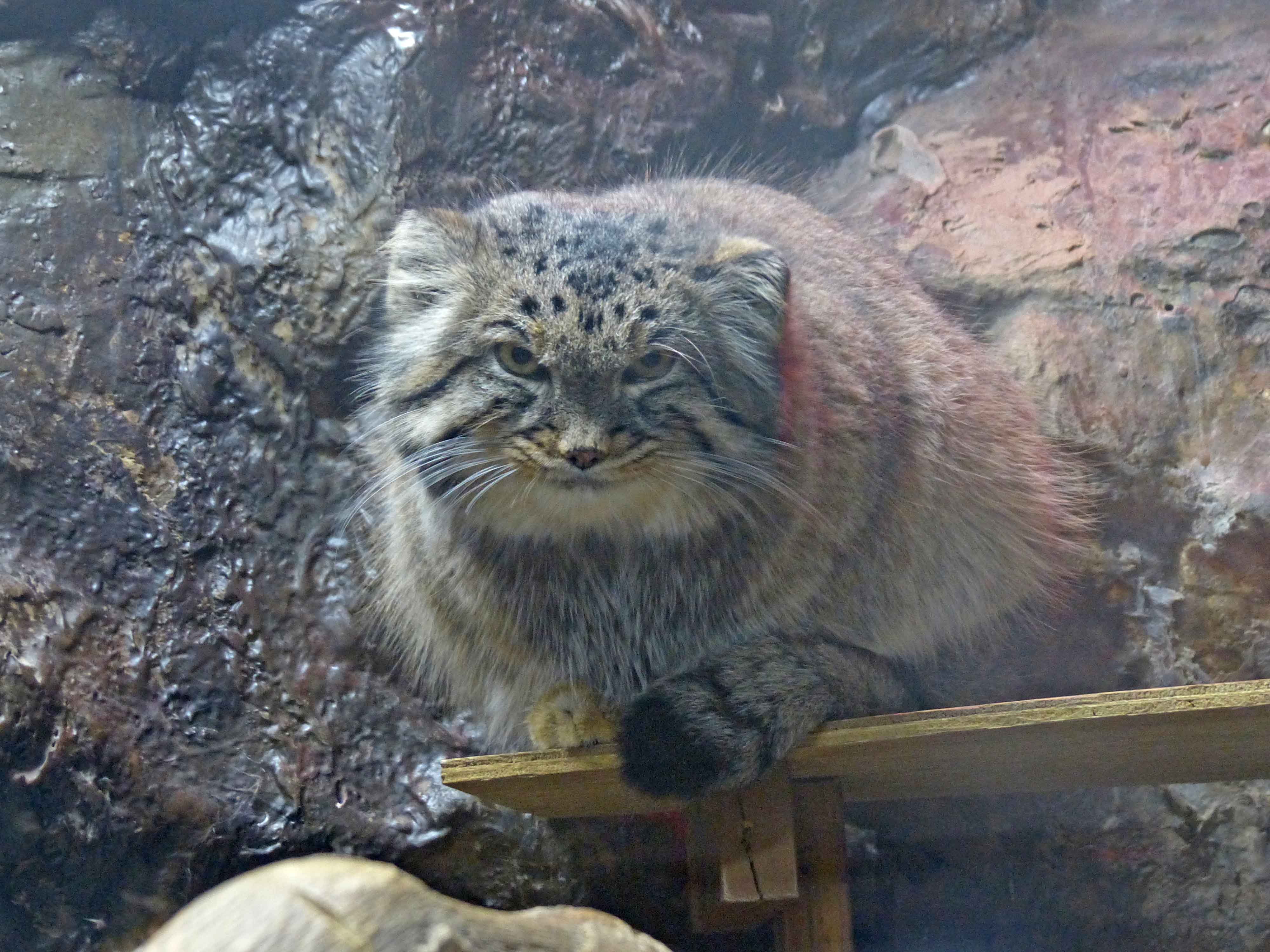 上野動物園 公式 おはようございます 上野動物園 今朝の マヌルネコ です 小獣館 T Co Cn6xpyhg0q Twitter
