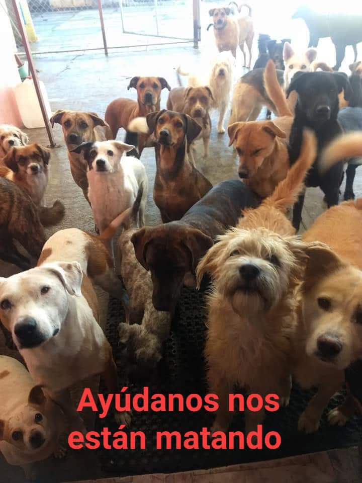 HypatiaSunset's tweet photo. Acabo de ver una publicación en fb de una chica que necesita dinero para su refugio de perritos 😔. Lo comparto aquí con la esperanza de que puedan ayudarle, al menos con un RT.
Por mi parte también haré una  donación. https://t.co/G4GdlK7AR5