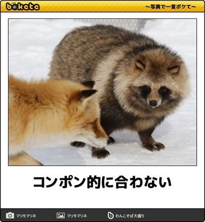 2chまとめのまとめ速報 Twitterissa 画像 動物のboketeが面白すぎて腹筋崩壊ｗｗｗｗｗｗｗｗｗ T Co 8jpdhe6ybu