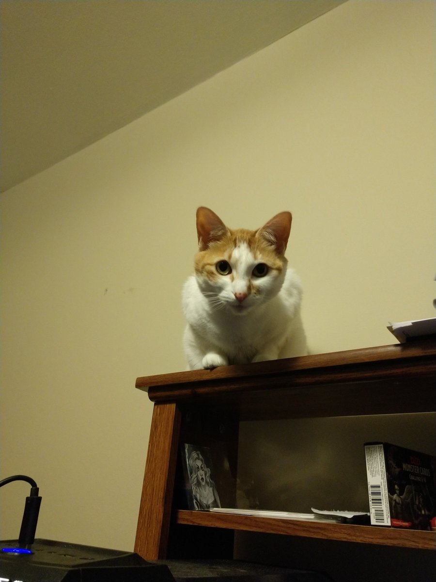 Picture of a cat perched on a desk