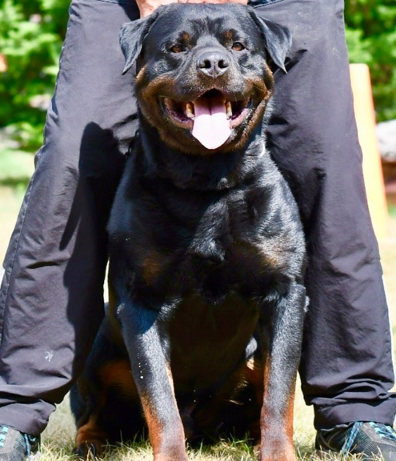 RottweilerMag's tweet photo. Reposting @woodrotts:
…
"#Auggie #thehammer #workingrottweiler #ipo3 #toronto #raw"
#rottweilermagazine #rottweiler #rottweilers https://t.co/JOGhnTiGnJ