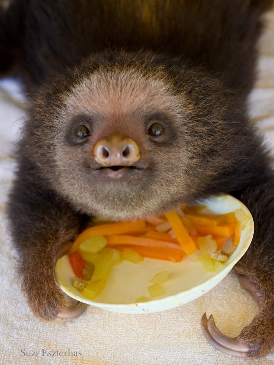 SlothCon's tweet image. The feast of #Slothmas! We hope you are having a wonderful day full of joy, laughter and plenty of food.... 💚 Photo by Suzi Eszterhas Wildlife Photography