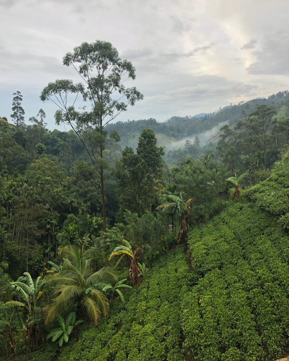 NatureSriLanka1's tweet image. Good morning #SriLanka 🤩❤️🌻
#9RB 🙈