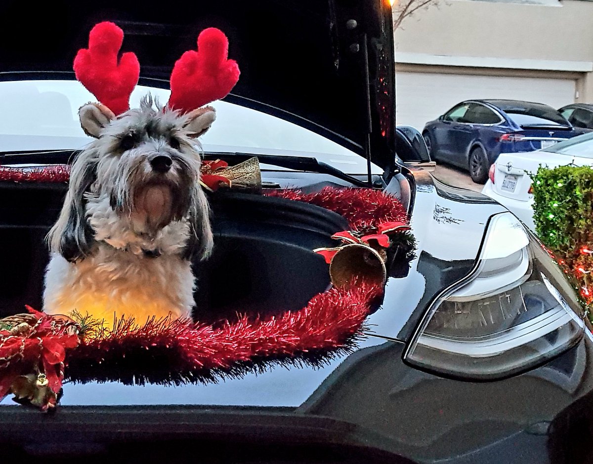 AusMumTesla's tweet photo. @Tesla @28delayslater Santa needs #jackinthefrunk Rudolf upgrade #frunkpuppy 😍 https://t.co/j5bJrC6cMS