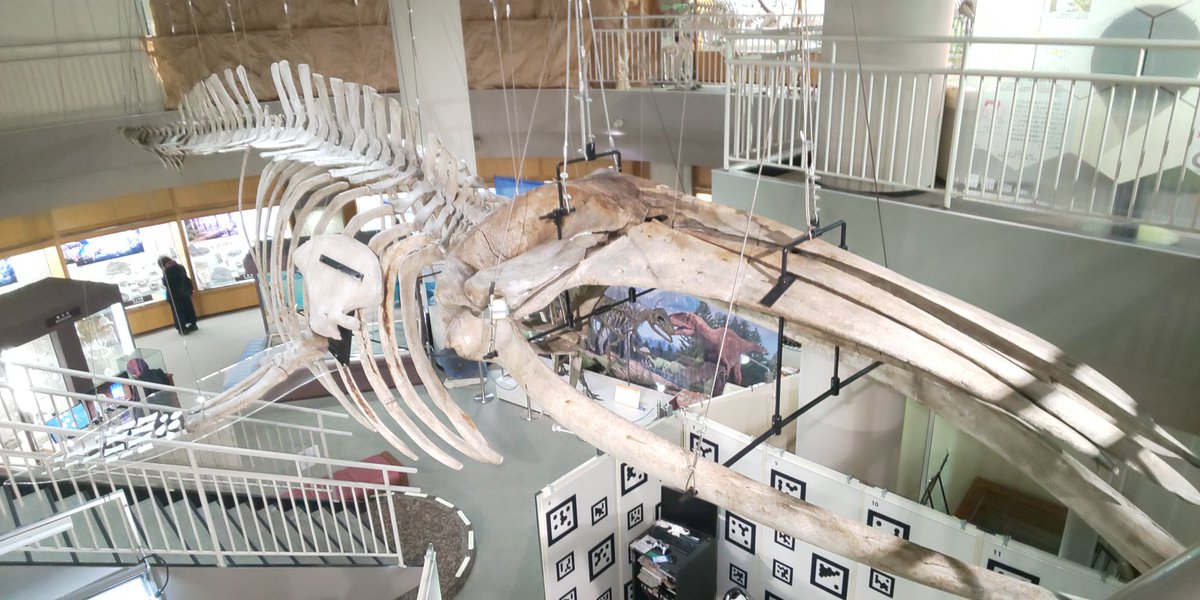 東北地方でクジラの骨格標本を展示する代表的なミュージアムと言えば