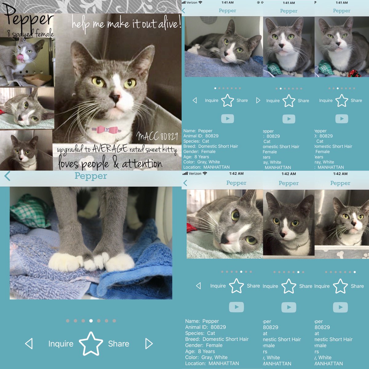 Kimberlykokourt's tweet photo. #Pipicito, #Pepper, #Politan and #Tinkerbell are the beautiful #cats of the #NYCACC @NYCACC shelter in #NYC that are available for #adoption! May be #euthanized at anytime especially for #medical reasons! #CatsOfTwitter! #Cat! #DeathRow! #CodeRed! #SaveUs! #WeCare! #WeWantToLive! https://t.co/TFW4AYJM0f