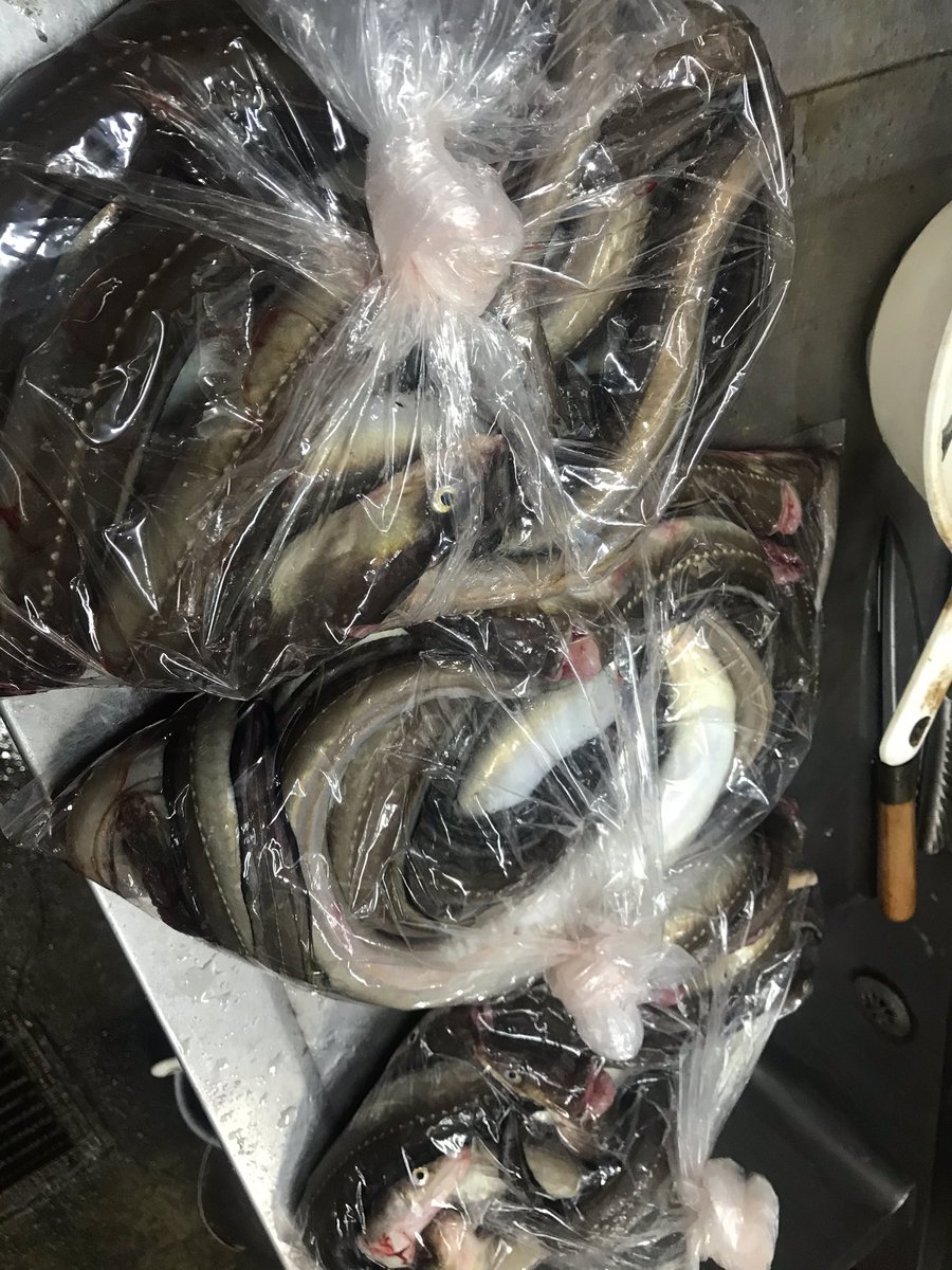 小田急相模原 竹寿司 貴重な羽田の穴子 この時期に入荷嬉しいけど沢山きたw 江戸前穴子 羽田の穴子 穴子寿司