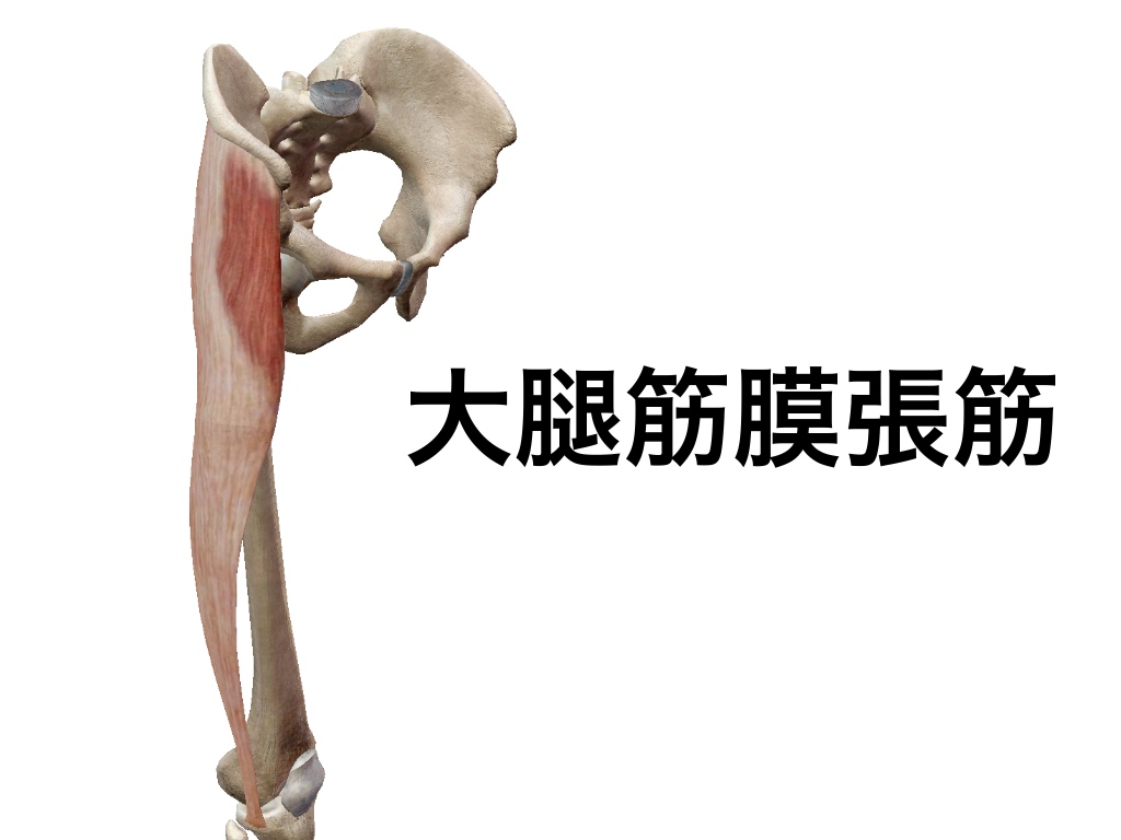 O Xrhsths 一社 日本治療家研究所 Prt療法 思いっきり解剖学 Sto Twitter 姿勢と作用 関節の角度によって筋肉の作用が変わる筋肉をご紹介します 大腿筋膜張筋 腸脛靭帯 は 軽度屈曲位では伸展作用 また屈曲が深くなると屈曲作用に変位する 解剖学