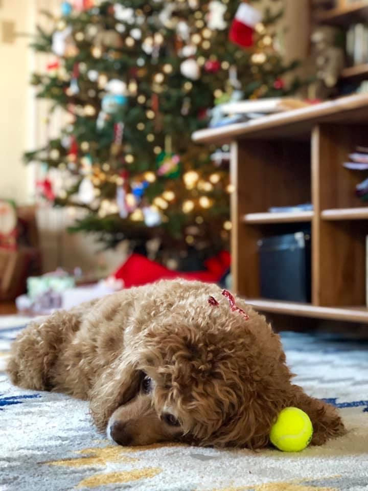 davidfichera's tweet photo. @sprint #MerryandBrightSweepstakes https://t.co/0MV6YPAsv1