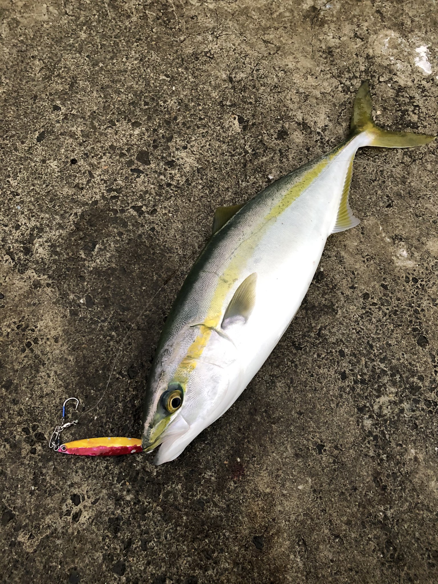 コルセア 竿納に行ってきました 雨降ってあかんかなーって思ってたけどナブラが長い事起きてたくさん釣れました 自作ジグで2匹 ヒラメミノーiiiで2匹サイレントアサシン99fで1匹の計5匹釣りました 釣り