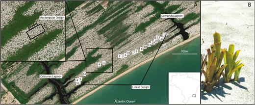 BotJLinnSoc's tweet image. Fine-scale spatial #GeneticStructure, neighbourhood size and gene #dispersal in clonal plants. New article by Loh et al.  @BotJLinnSoc @LinneanSociety. #Clonality #Aechmea nudicaulis (#Bromeliaceae).
doi.org/10.1093/botlin…