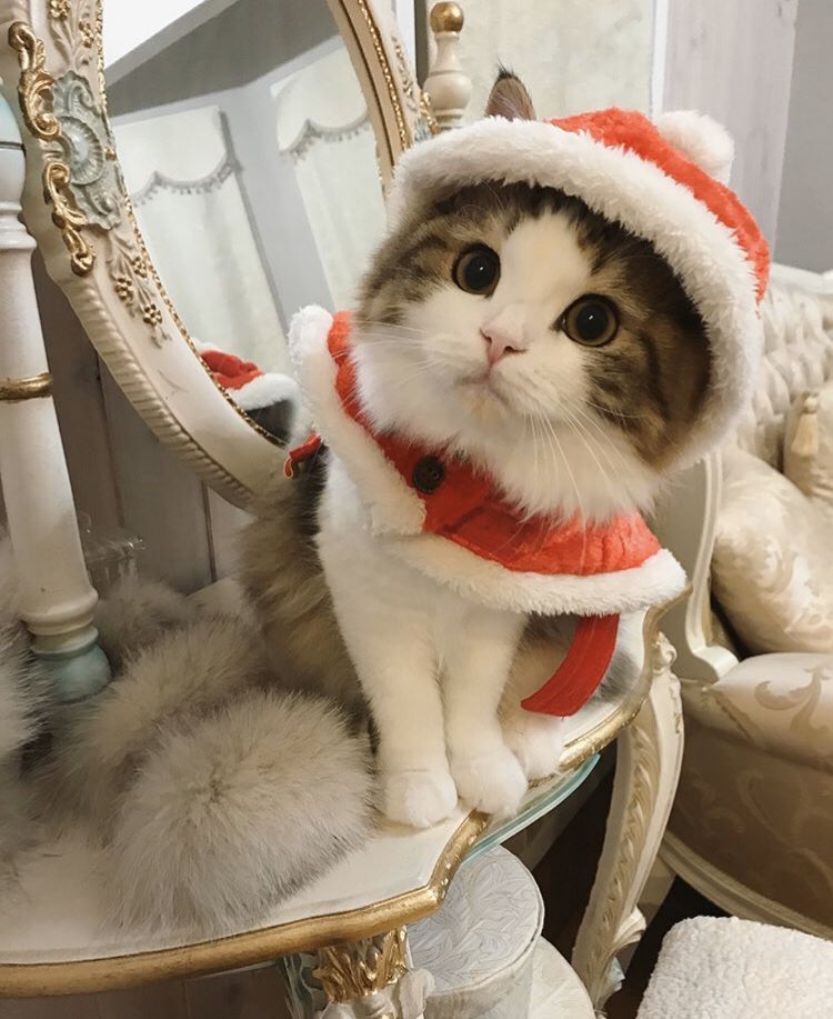 Cats Bible 🐱 (@catsbible) on Twitter photo 