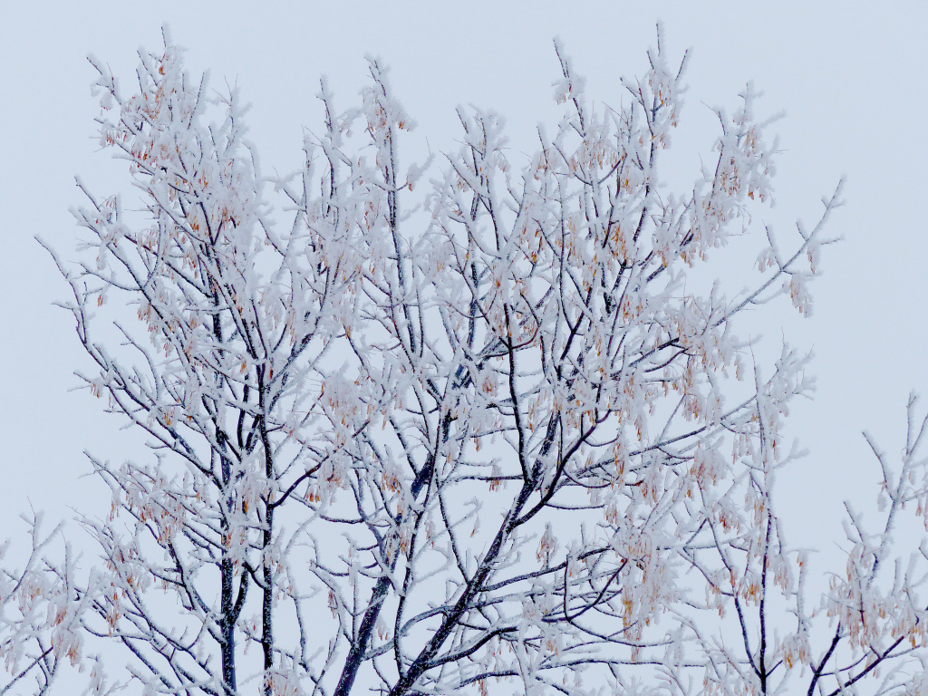 ctisom's tweet image. Christmas Presence prairiebreathingroom.com/2019/12/26/chr…