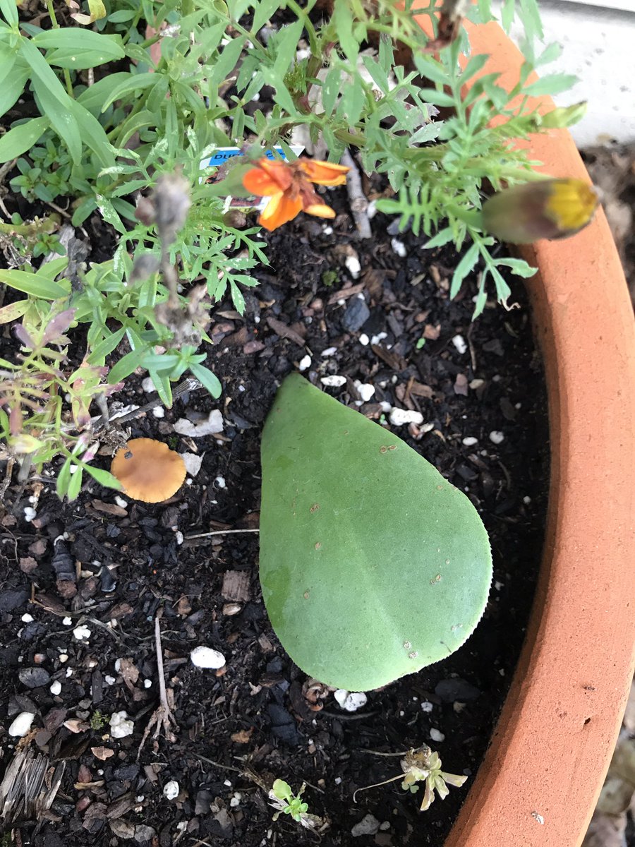 PlantMafia's tweet photo. The outdoor garden is doing its best through this cold California winter 😂 https://t.co/PfI5XWrRDo