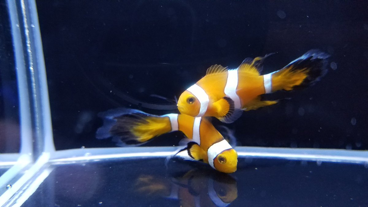 ロングフィンブラックオセラリス クマノミ