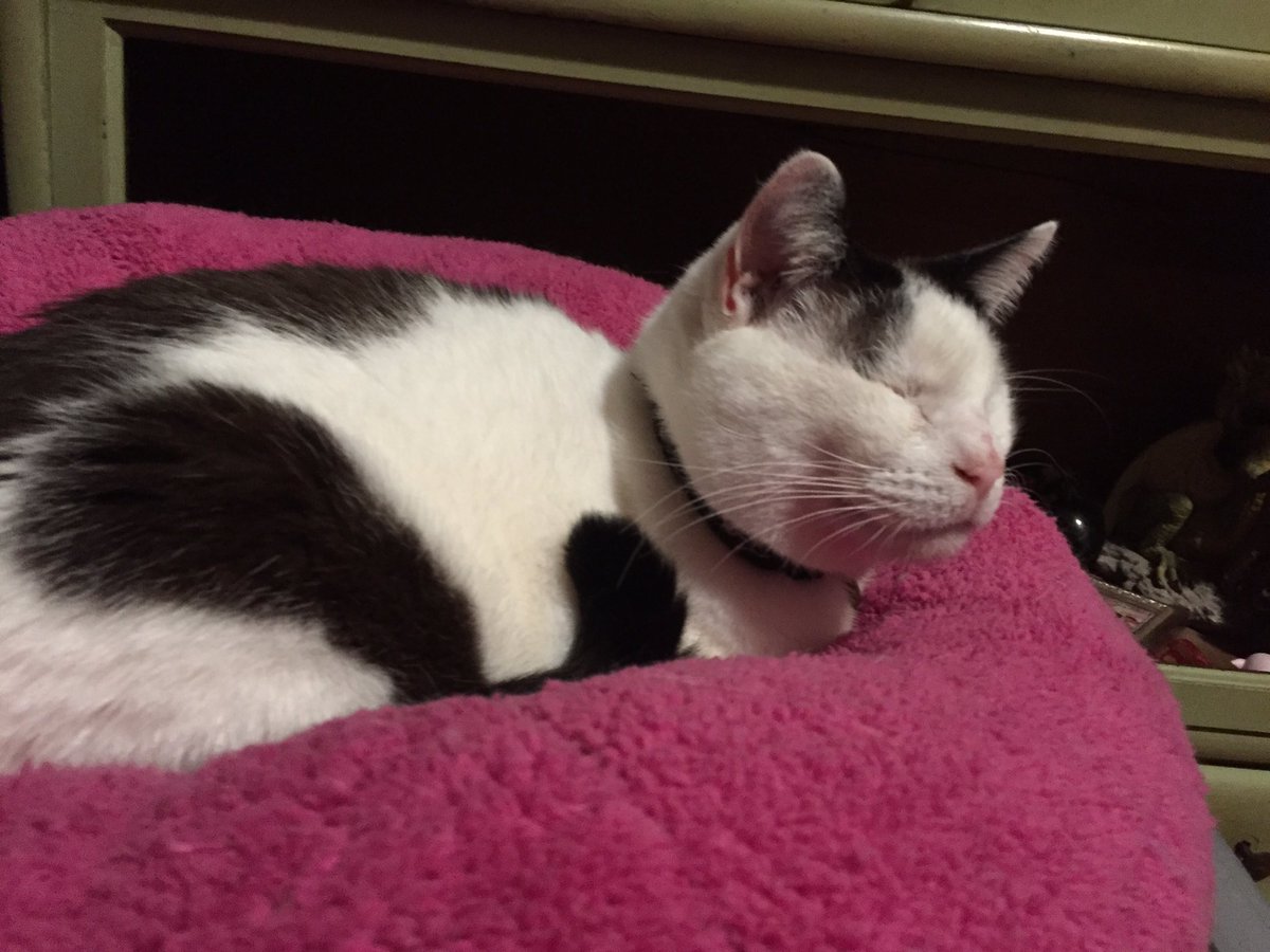 RocketCatRescue's tweet photo. She smol, she cat, she made of potat #catsoftwitter #purrtato #catrescue #blindcats #catrescue #specialneedscats https://t.co/suRdwmo33Q
