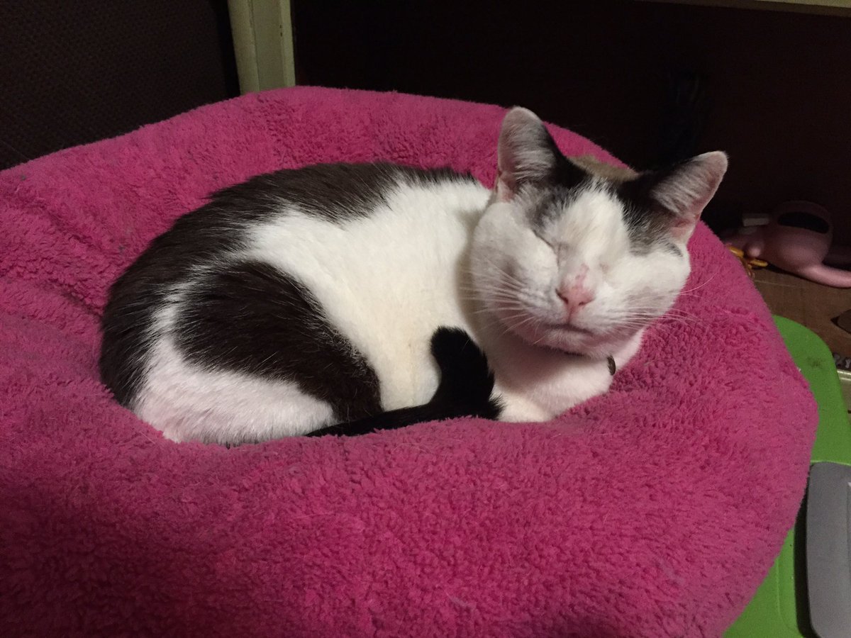 RocketCatRescue's tweet photo. She smol, she cat, she made of potat #catsoftwitter #purrtato #catrescue #blindcats #catrescue #specialneedscats https://t.co/suRdwmo33Q