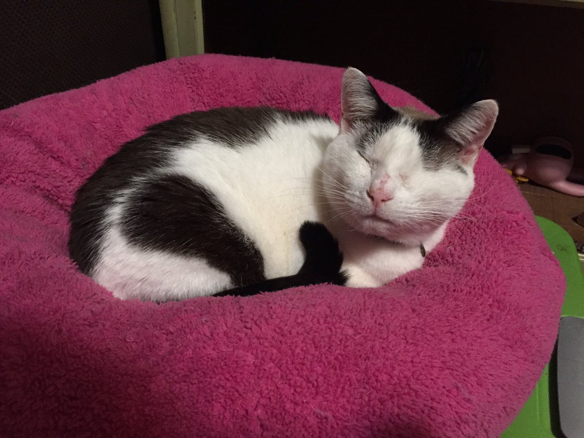 RocketCatRescue's tweet photo. She smol, she cat, she made of potat #catsoftwitter #purrtato #catrescue #blindcats #catrescue #specialneedscats https://t.co/suRdwmo33Q