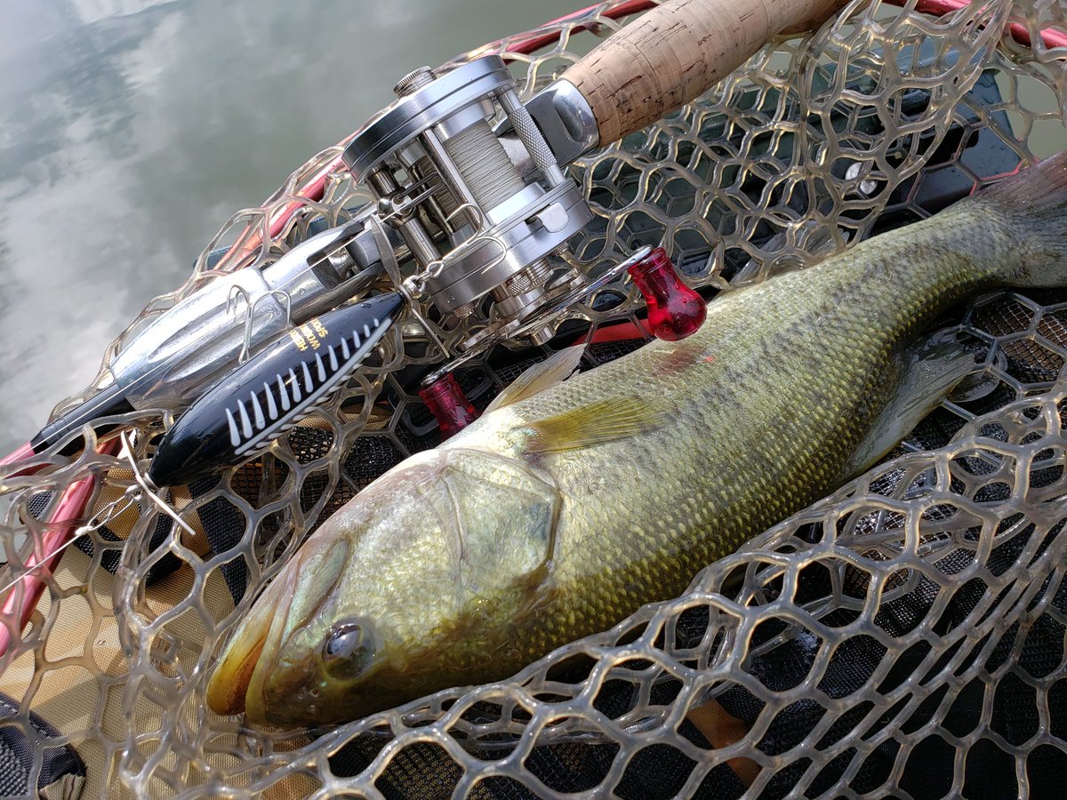 ジャークの牙 今年のmvpfishを晒す バスはやっぱりトップが最高 ｈｅｄｏｎｎウッドラッキー１３ 再発売されたウンデッドスプーク ハトリーズのハッピーモール バルサ５０ のホッツィートッツィー 来年はトップで５０アップ釣りたいなー フローターは