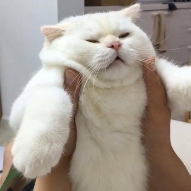 liz (@cremepuffs_) on Twitter photo 