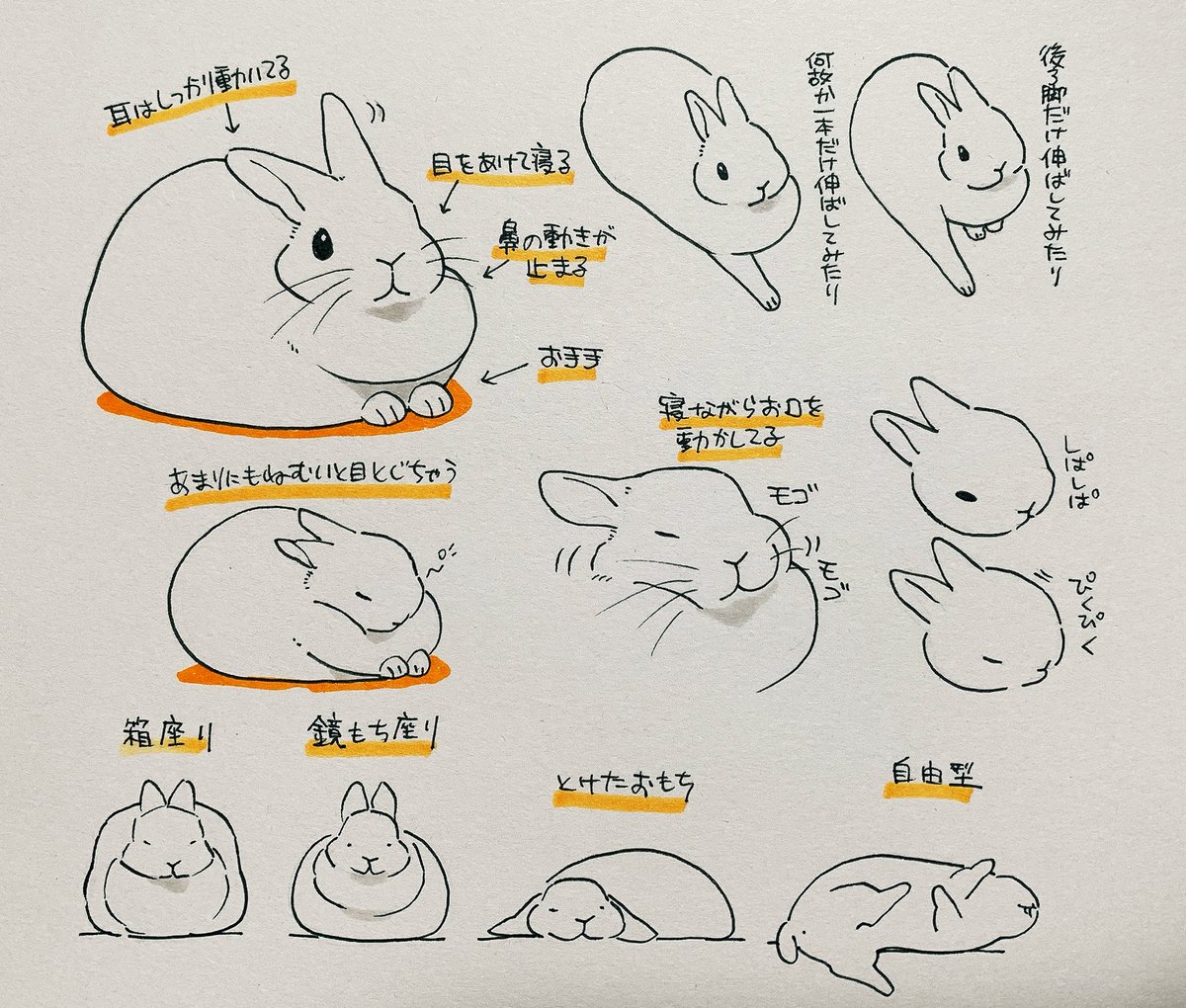 井口病院 Su Twitter 寝てるうさぎのここがかわいい