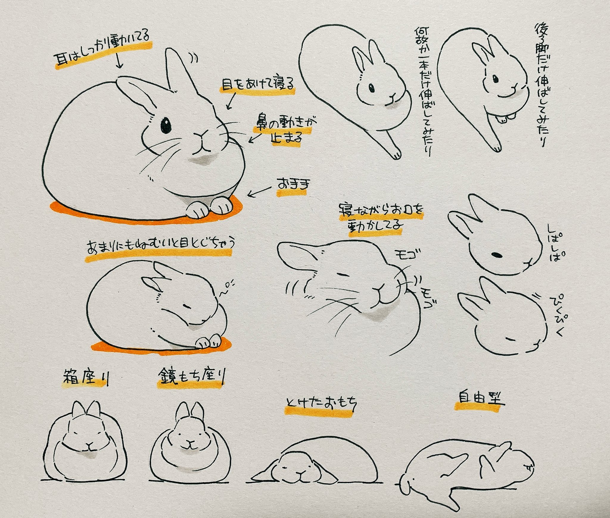 井口病院 寝てるうさぎのここがかわいい T Co Wsyoipjzgw Twitter