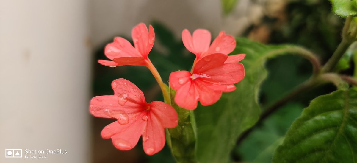naseermd111's tweet photo. A #flower cannot #blossom without #sunshine, and man cannot live without #love.” – .#shooton..#OnePlus7Pro
#poem #poetsociety #tale dstory apoet #literature
#writing #poetry #wordgasm #quote #relationshipquotes #lovequotes
#microfiction #tale #story #love https://t.co/V8u2uMoWJZ