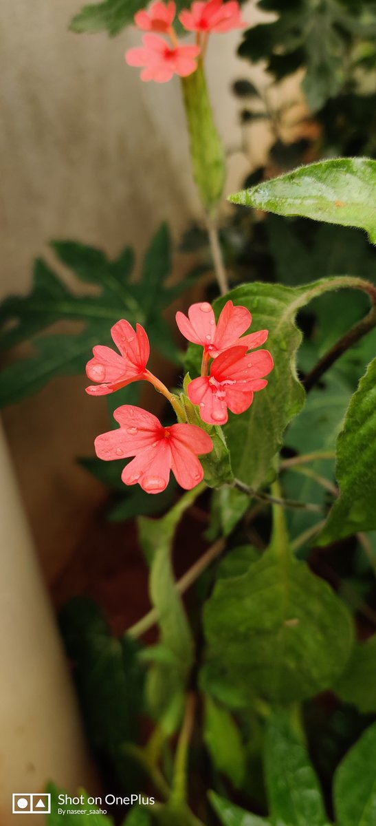 naseermd111's tweet photo. A #flower cannot #blossom without #sunshine, and man cannot live without #love.” – .#shooton..#OnePlus7Pro
#poem #poetsociety #tale dstory apoet #literature
#writing #poetry #wordgasm #quote #relationshipquotes #lovequotes
#microfiction #tale #story #love https://t.co/V8u2uMoWJZ
