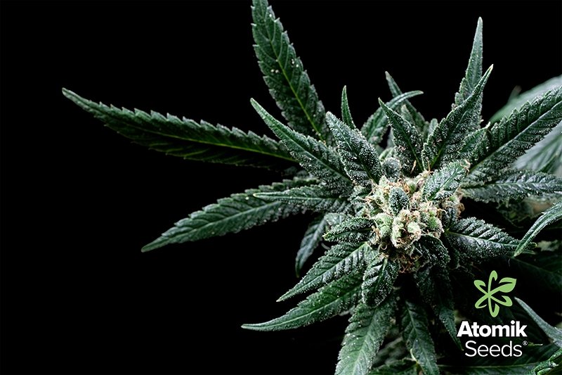 AtomikSeeds's tweet photo. Vaporizing Vs. Smoking Cannabis: What's the Difference? Read more at our blog here:
https://t.co/v7kZYuahuf https://t.co/mqREmxZuK7