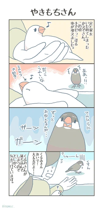 かえでさんを長くだっこする時は、くるみさんに特に気を付けてすぐあとに、じっくりだっこするようにしています。

#buncho #javasparrow #文鳥 
