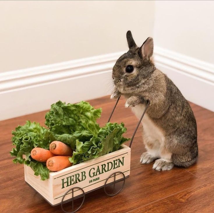 SinBunny_OC's tweet image. #BTUAU

"ผักค่า... ผักสดๆ...ค่า ผักสดๆ จากเตา~(?)"

"ซื้อผักไหมคะ..."

ขายผักหาตังไปกินไอติมร้านลุงแปป