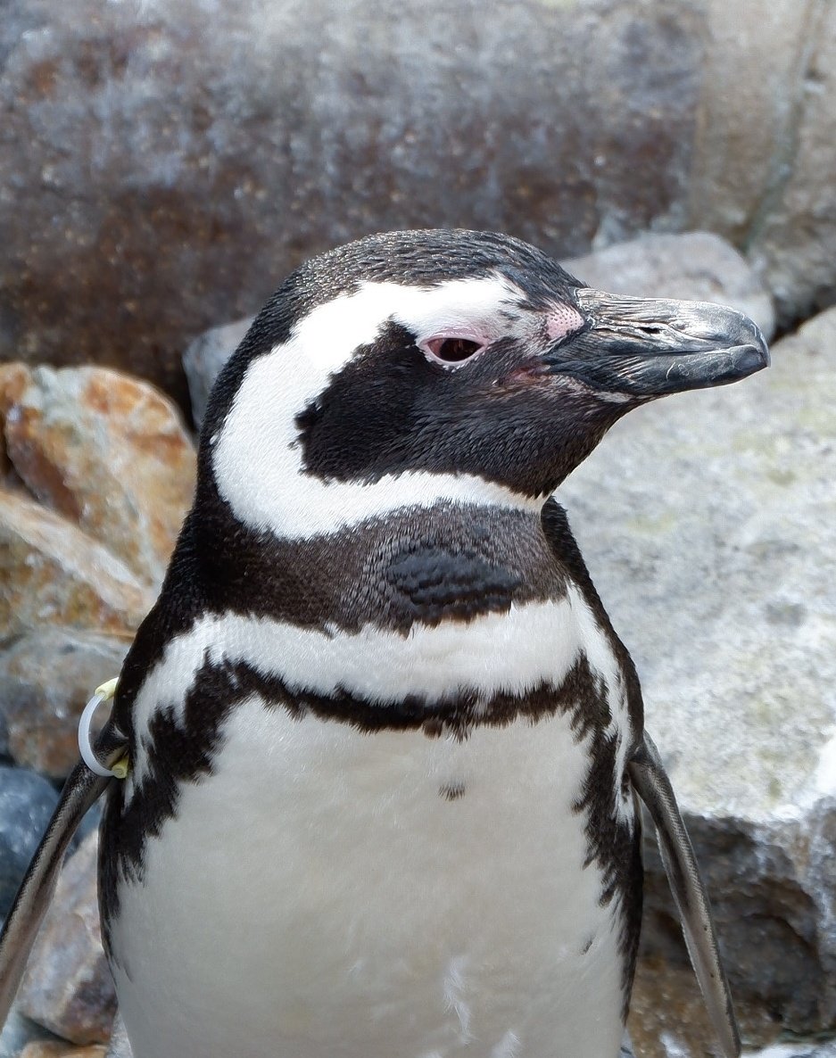 水族マン ビーサポ ケープ マゼ フンボ 並べると違いがよく分かりますね ケープペンギン マゼランペンギン フンボルトペンギン 名古屋港水族館 須磨海浜水族園 南知多ビーチランド 水族館 ペンギン