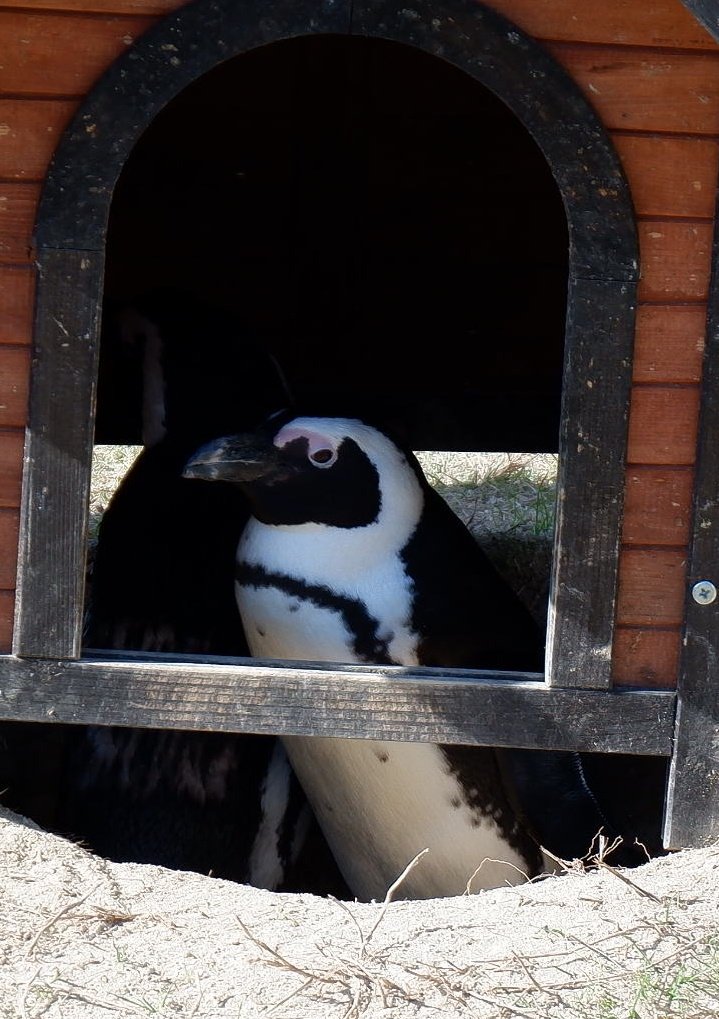 水族マン ビーサポ ケープ マゼ フンボ 並べると違いがよく分かりますね ケープペンギン マゼランペンギン フンボルトペンギン 名古屋港水族館 須磨海浜水族園 南知多ビーチランド 水族館 ペンギン