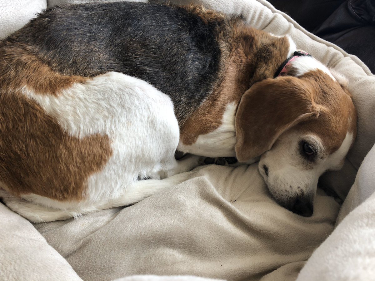 beaglefacts's tweet photo. After a bath, a #beagle may appear to be 3% - 5% larger than usual due to extreme fuzziness. #beaglefacts 

📷 @DunkynBeagle https://t.co/G5wvua1Zc4