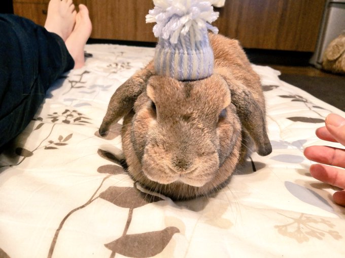 うさパンチのtwitterイラスト検索結果