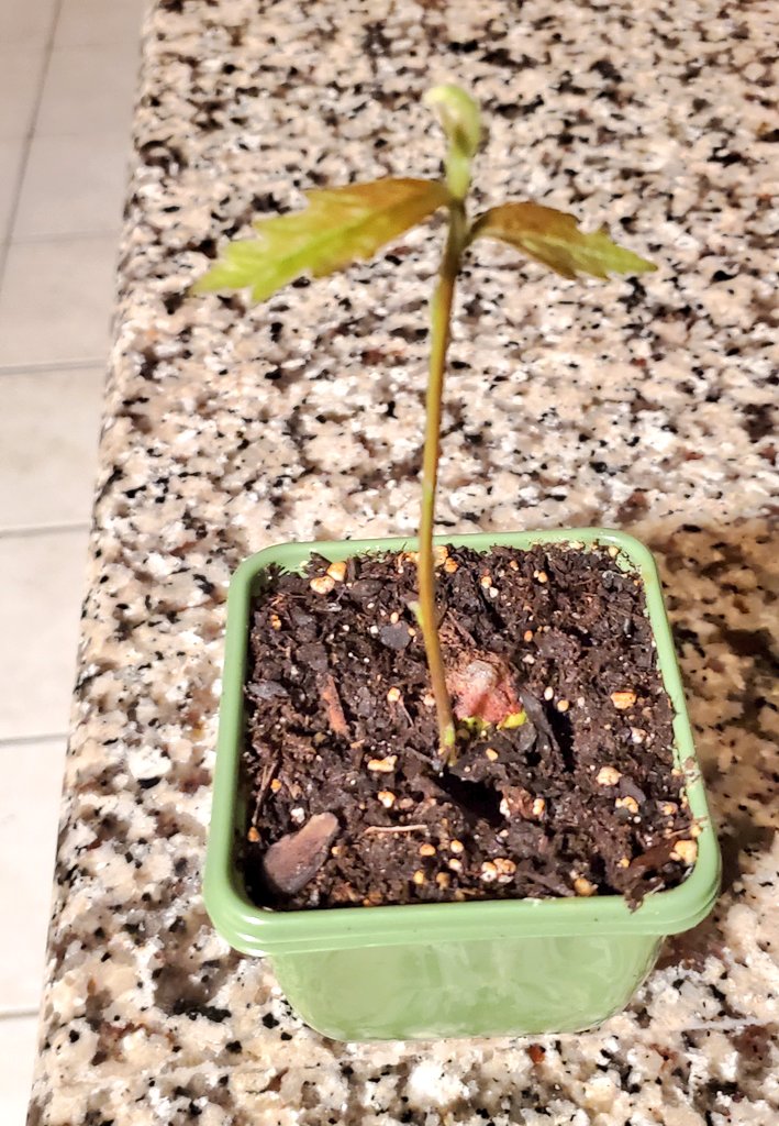 Nine days later, the Bur Oak acorn has grown about four more inches. This is fascinating me.