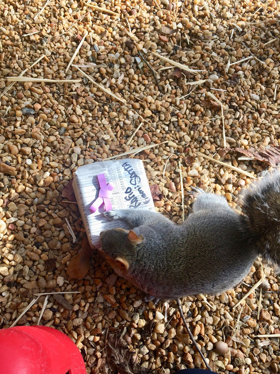 BlueRidgeWildlifeCtr on Twitter "Patient 2015 enjoyed a gift of