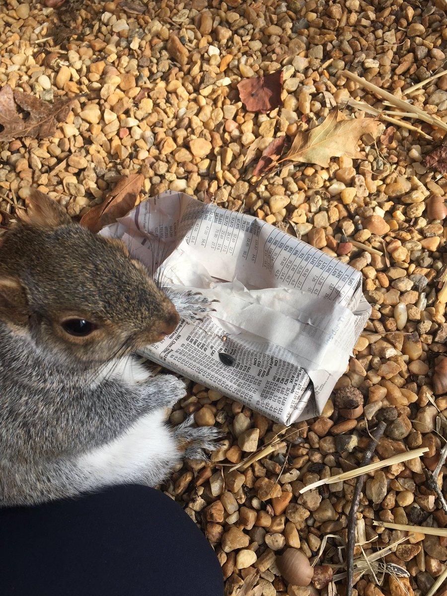 BlueRidgeWildlifeCtr on Twitter "Patient 2015 enjoyed a gift of