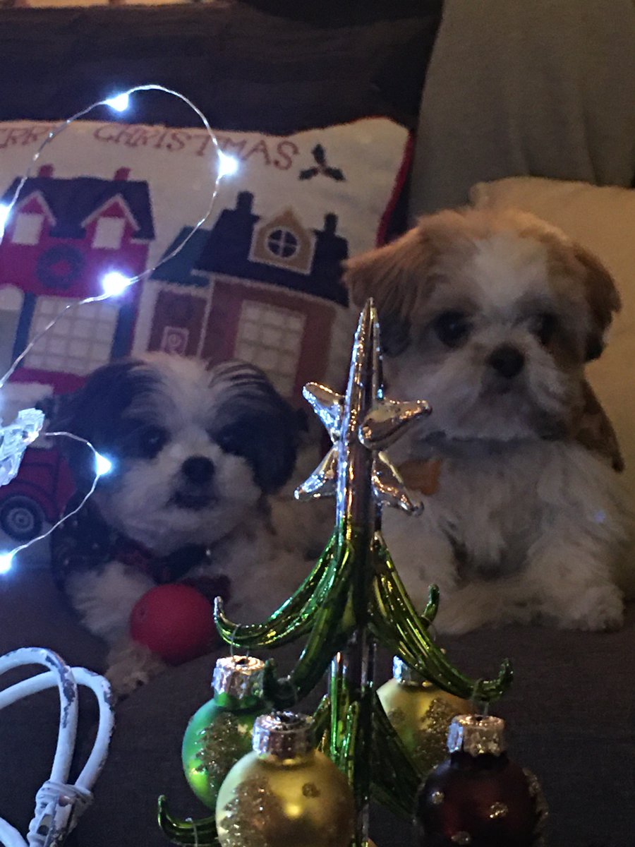 post2226's tweet image. Merry Christmas!