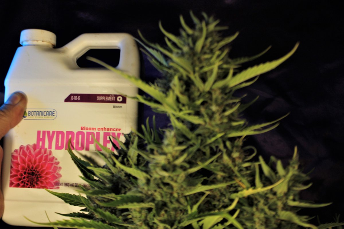 Greenseedtests's tweet photo. Yo pensaba que esta planta #Zkittlez_auto era una princesa de las geneticas autoflorecientes... Pero no! es una autentica reina!! sigue engordando, se me hace la boca agua.
11L. tela, coco @Botanicare #Hydroplex @HydroGardenLtd
@GiftsGreenwood El banco de las delicatessen. https://t.co/6TWChaWTt7